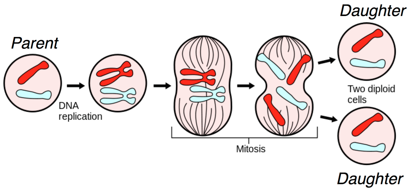 dna replication in mitosis vs meiosis