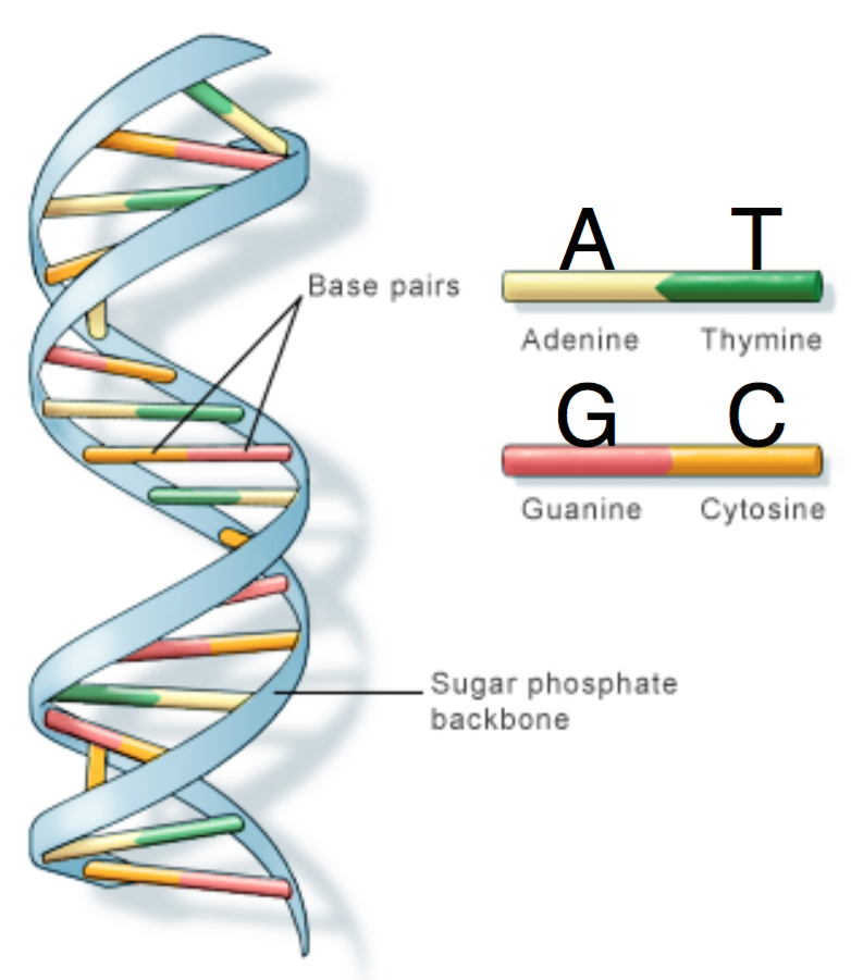 Dna Base Sequence